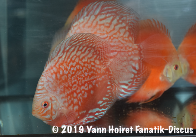 Nouvelle variété de discus